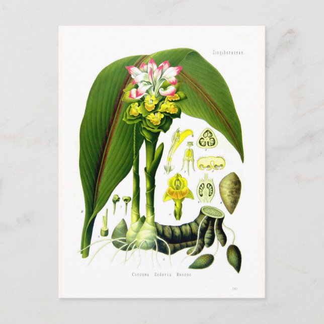 Postal Curcuma zedoaria (Anverso)