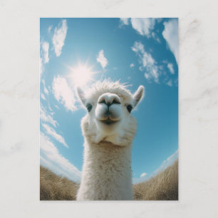 Postal Curiosa Alpaca bajo el sol