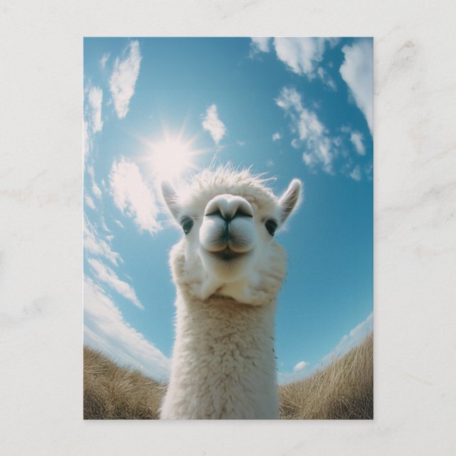 Postal Curiosa Alpaca bajo el sol (Anverso)
