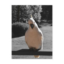 Curiosa Cacatúa de Cresta Amarilla