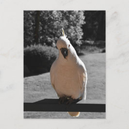 Postal Curiosa Cacatúa de Cresta Amarilla