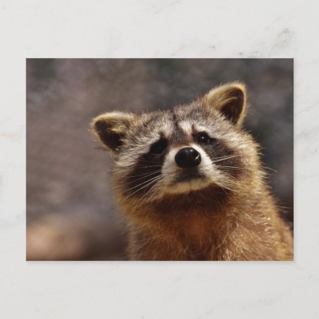 Postal Curiosa foto de Raccoon (Anverso)