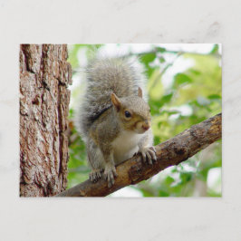 Postal Curiosa Postcarta animal de ardilla