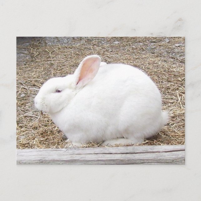Postal Curiosamente Bunny Blanco (Anverso)