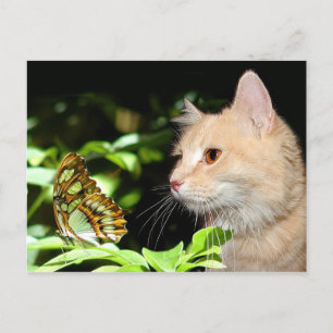 Postal Curiosidad del gato
