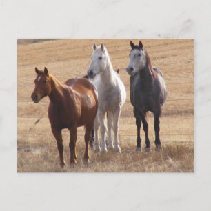 Postal Curiosidad equina 3