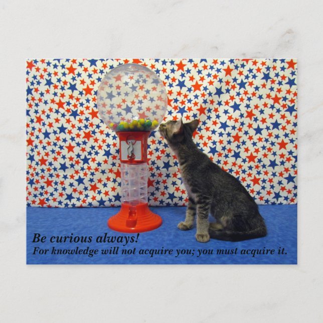 Postal Curiosidad - Mirando a Kori al Kitty Rescate (Anverso)