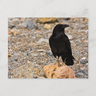 Postal Curiosidad Mutua