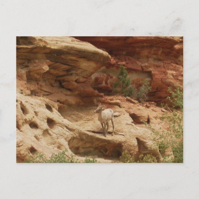 Postal Curioso... (Anverso)