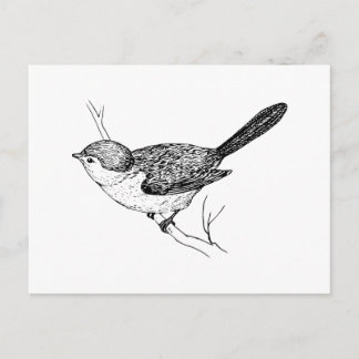 Postal Curioso boceto de pájaro Bushtit