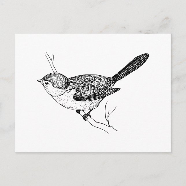 Postal Curioso boceto de pájaro Bushtit (Anverso)