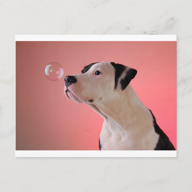 Postal Curioso cachorro (Anverso)