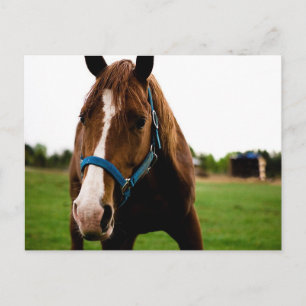 Postal Curioso castaño