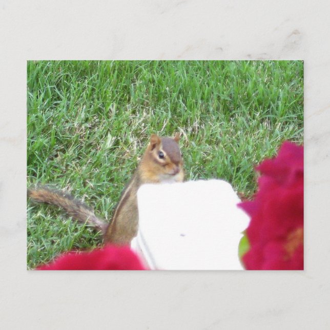 Postal Curioso Chipmunk (Anverso)