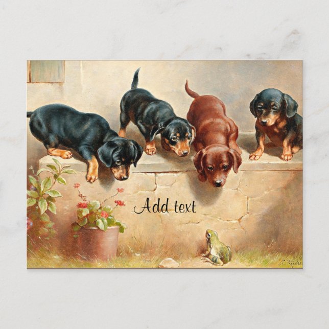 Postal Curioso Dachshund Puppies TEMPLADA (Anverso)