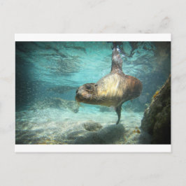 Postal Curioso león de mar Galápagos bajo el agua