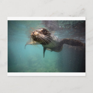 Postal Curioso león marino bajo el agua Islas Galápagos