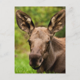 Postal Curioso Moose