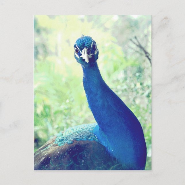 Postal Curioso pato (Anverso)