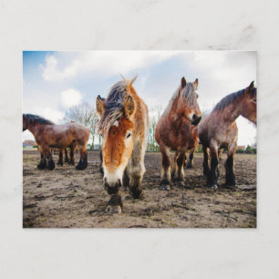 Postal Curiosos caballos belgas de tiro desde abajo