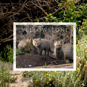 Postal Curiosos Fox Cubs cerca de Den, Yellowstone NP, Wy