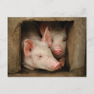 Postal Curiosos lechones
