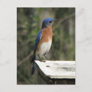 Postal Curious Bluebird Postcard