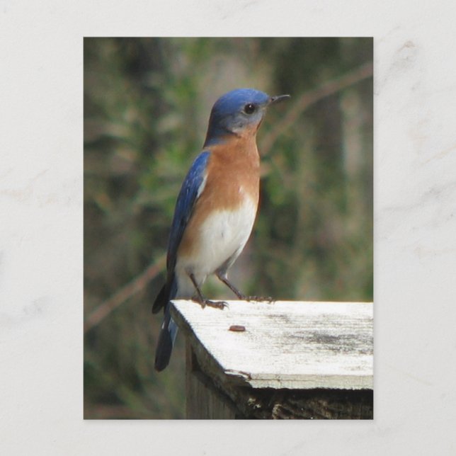 Postal Curious Bluebird Postcard (Anverso)