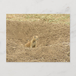 Postal Curious Prairie Dog