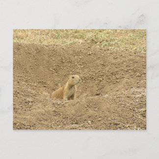 Postal Curious Prairie Dog