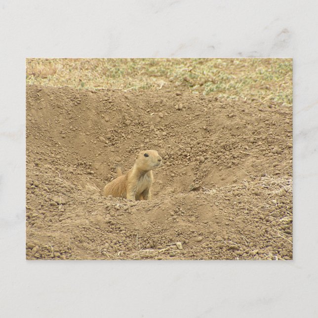 Postal Curious Prairie Dog (Anverso)