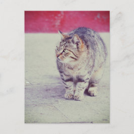 Postal Curl Cat Americano Venecia Europa
