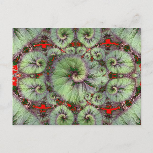 Postal Curly Snail Begonia regalos de Sharles (Anverso)