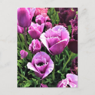 Postal Curly Sue Purple Tulips, Oregón