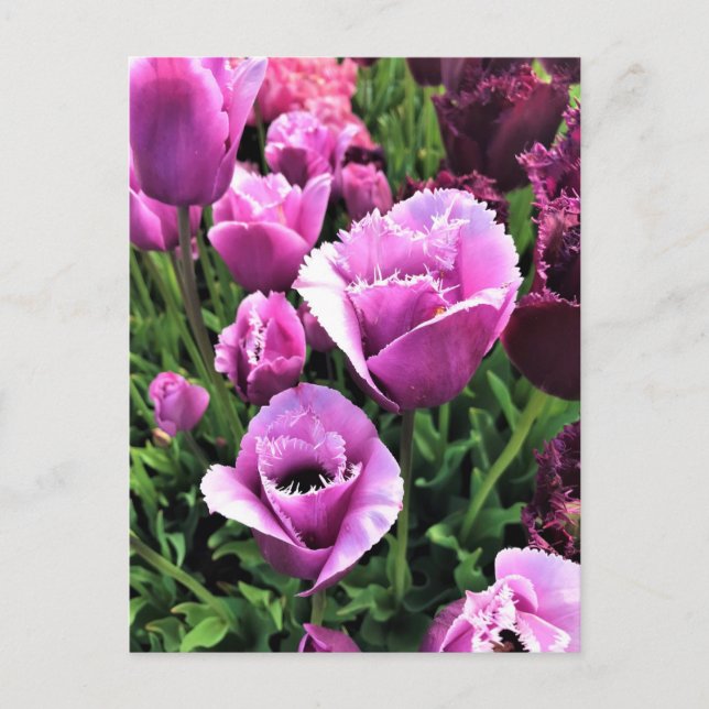 Postal Curly Sue Purple Tulips, Oregón (Anverso)