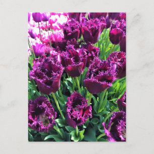 Postal Curly Sue Purple Tulips, Oregón