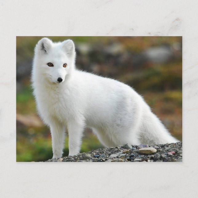 Postal Curte Arctic Fox (Anverso)