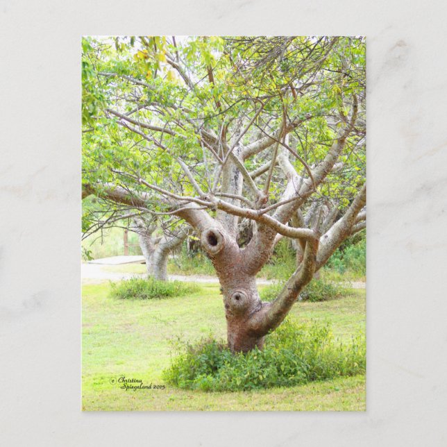 Postal curvada de árboles de Florida (Anverso)