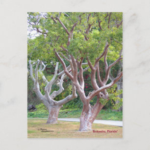 Postal Curvy Gumbo Limbo árboles Forida Postcard