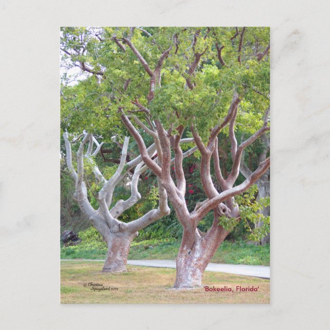 Postal Curvy Gumbo Limbo árboles Forida Postcard (Anverso)