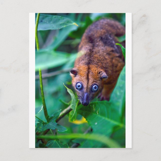 Postal Cuso cuscus possum pelado mirando la cámara (Anverso)