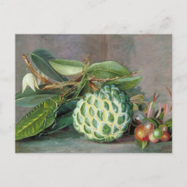 Postal Custard Apple - Marianne North Postcard