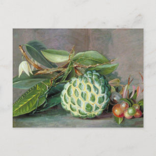Postal Custard Apple - Marianne North Postcard
