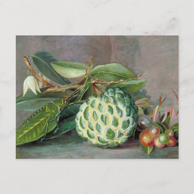 Postal Custard Apple - Marianne North Postcard (Anverso)