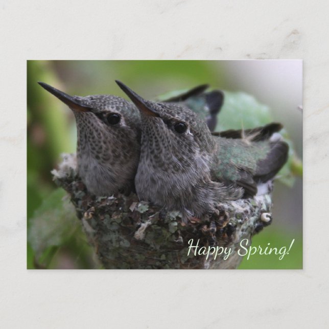 Postal Customizable Cute Baby Hummingbirds Photo | (Anverso)