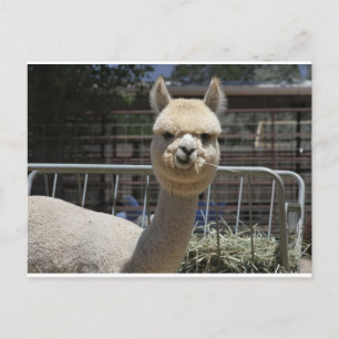Postal Cuta Alpaca