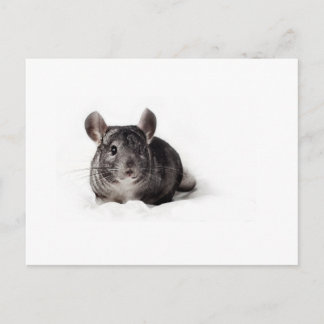Postal Cuta de Chinchilla gris en blanco