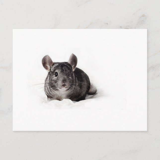 Postal Cuta de Chinchilla gris en blanco (Anverso)