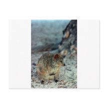 Cuta furia Quokka en la isla Rottnest