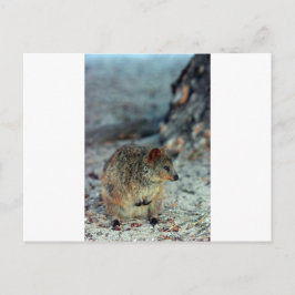 Postal Cuta furia Quokka en la isla Rottnest